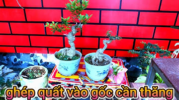 thành công bất ngờ khi ghép cây quất vào gốc cây cần thăng