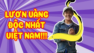 ĐỘNG VẬT QUÝ HIẾM LƯƠN VÀNG VIỆT NAM  RARE ANIMALS VIETNAM | VINH Ú TV