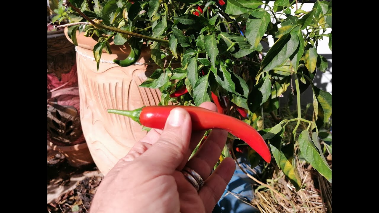 زراعة الاسطح 194 -  جني الفلفل في نهاية فصل الخريف