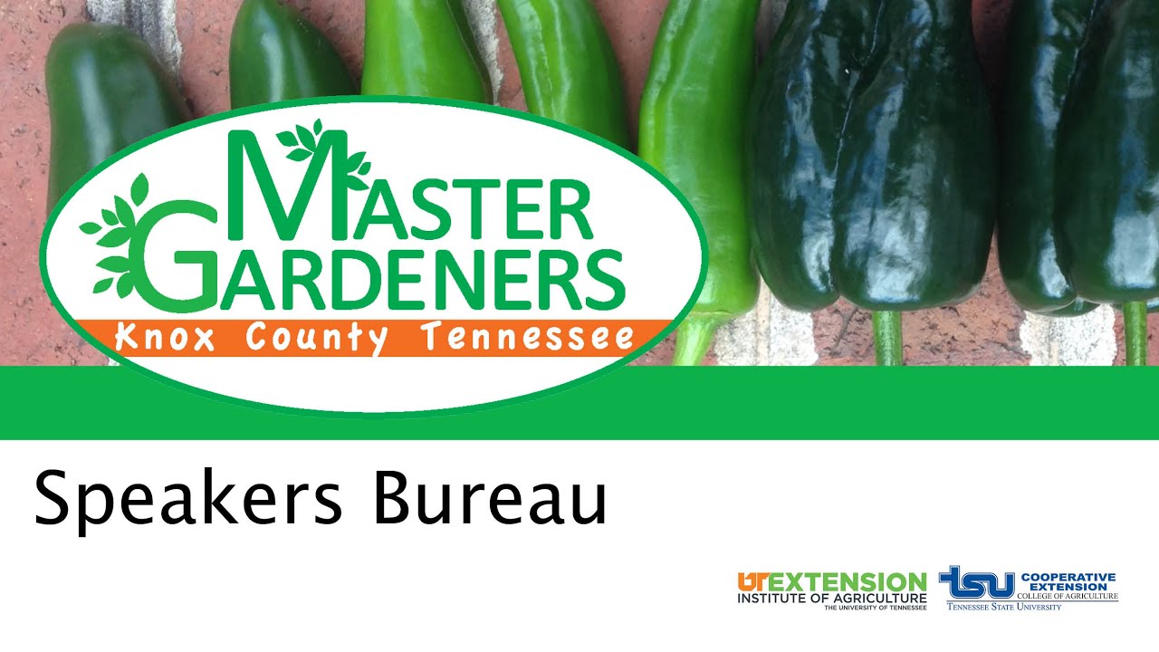 Prune Like a Pro:  Crape Myrtle (first pruning)