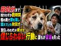 殺処分まで残りわずか数時間、檻の奥で涙を流し震えていた秋田犬…翌日、その犬が見せた信じられない行動に誰もが言葉を失った