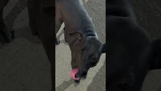 #viralshorts #shortvideos #love #status #dogshorts #streetdog #doglove #viralsong