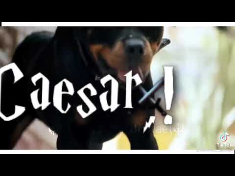 الصحاب انواع