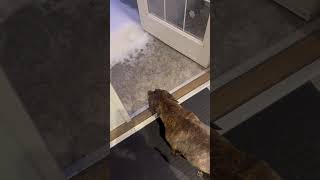 Dog's Displeased Reaction to Waking Up to Snow