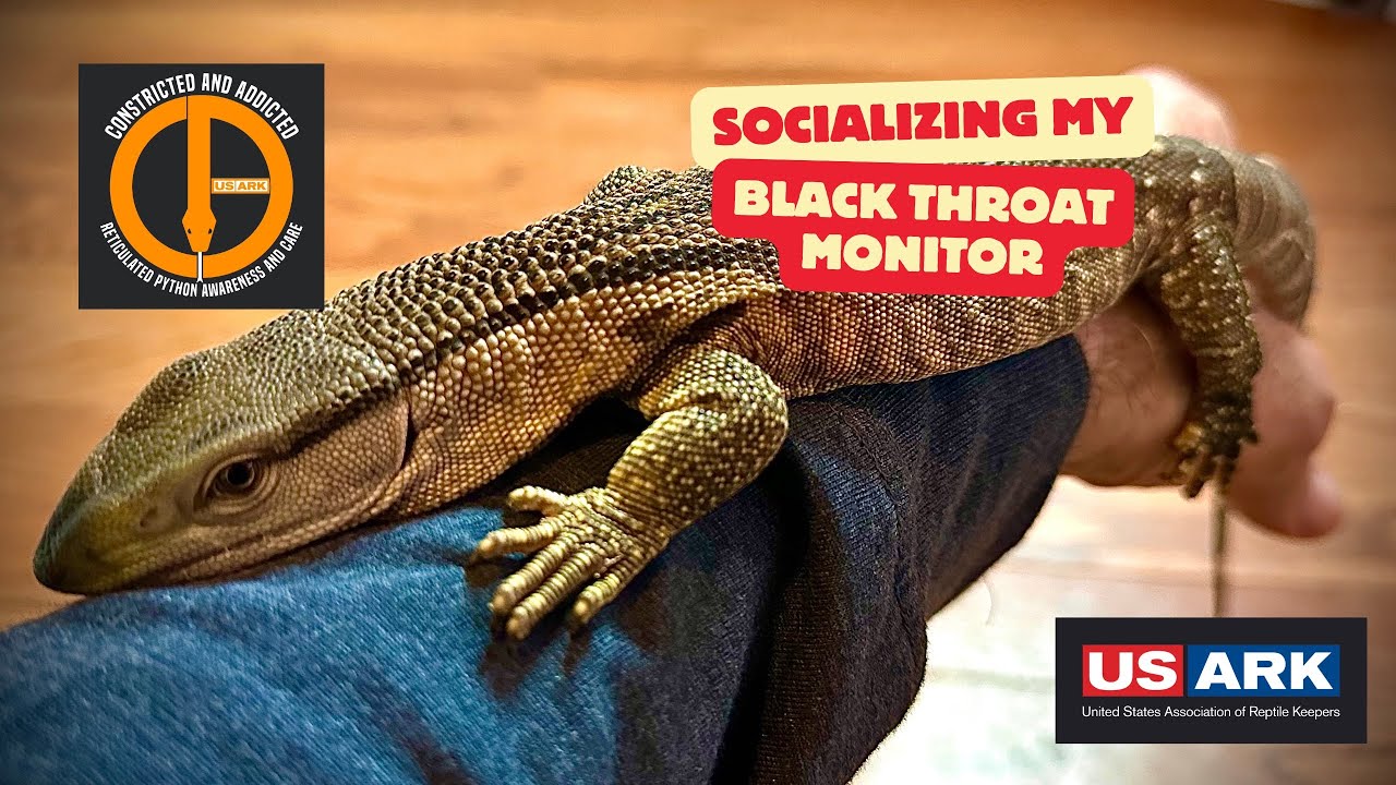 socializing-my-black-throat-monitor-youtube