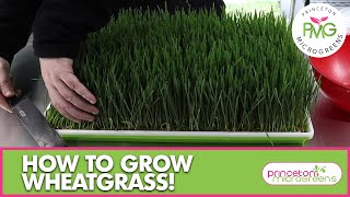 How to grow Wheatgrass!