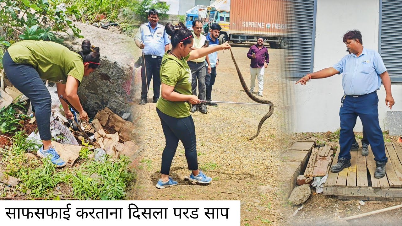 साफ सफाई करताना दिसला भला मोठ्ठा विषारी साप #snake