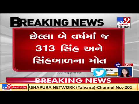 313 lions, cubs dead in past 2 years: Gujarat govt in ongoing Budget session | TV9