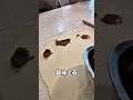 📌 想學完整比例+操作細節?👉 留言 +「肉桂捲」老師把【米湯種專屬食譜】整理給你