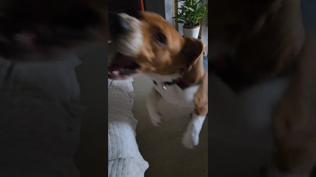 Annoying My Cousin's Beagle 😂 