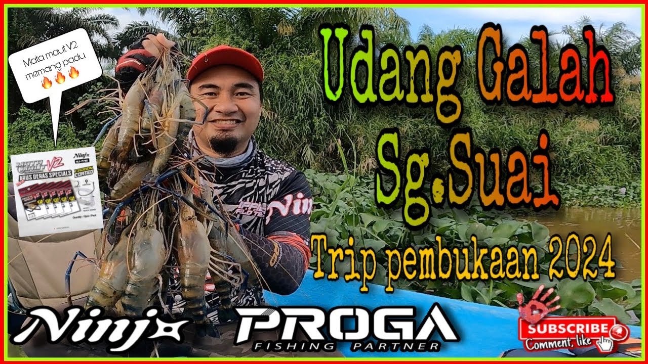 Udang Galah Sg.Suai | 1st Trip UDANG GALAH 2024!! Mata maut V2 Padu!!! #udanggalah #mancingudang