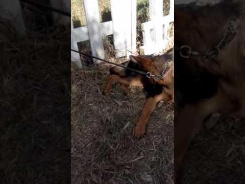 Chien Berger Allemand En Algérie Youtube