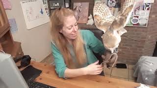 My barn owl flies towards me on command even though I don't have food