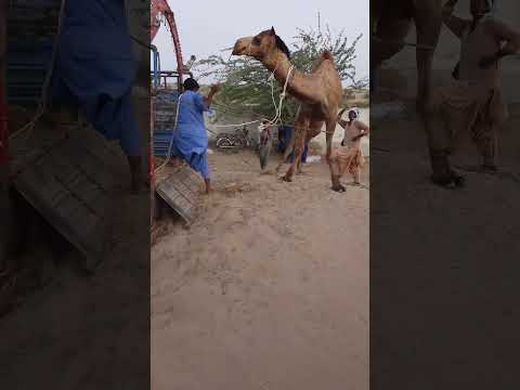 سوق سيراى ترك الأوت الكبيرة التي تنقل الركاب في السيارات