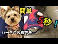【最速】5秒でハーネスを簡単に装着！犬 ハーネス バリ早ッ装着方法！胴輪 Easy installation of dog harness in 5 seconds在5秒內輕鬆安裝狗胸背帶
