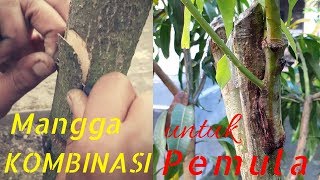 MANGGA KOMBINASI CEPAT BUAH..6 rasa mangga import dalam 1 pohon.