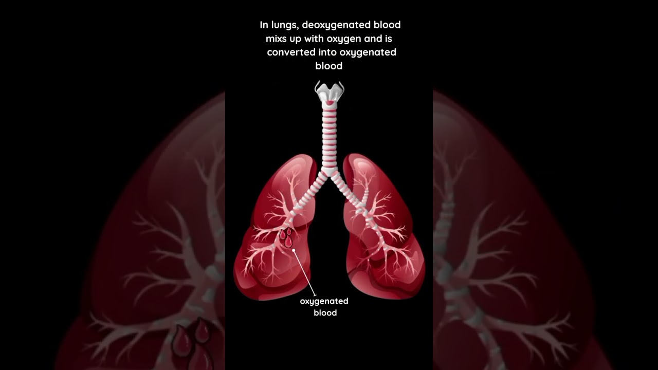 khayal me tere mere hart 