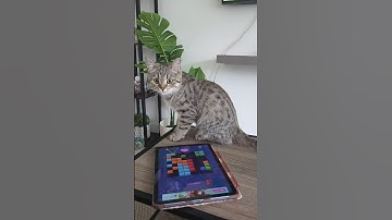 come play! #blockblast #hungrystudio #blockblastlove