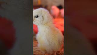 Novi pilići 🐥 #noviyoutubevideo #zivotnaselu #pilici #novosti