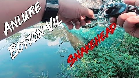 Đi Câu Lure Cá Lóc Dạo Tại Hồ Câu Giải Trí Quang Bình | Snakehead Fishing