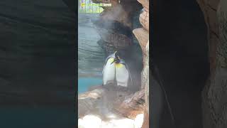 【東山動植物園公式】いつも一緒。シンクロオウサマペンギン　《 オウサマペンギン　ペンギン 》