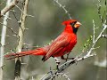 Canto del cardenal rojo para llamar al mejor 🐦🐦🐦🐦