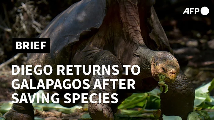 Giant tortoise Diego, a hero to his species, returns to Galapagos | AFP - DayDayNews