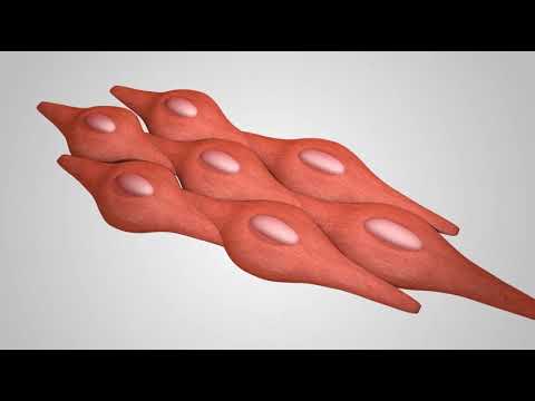 فيديو: ما هي الأنسجة العضلية الهيكلية؟