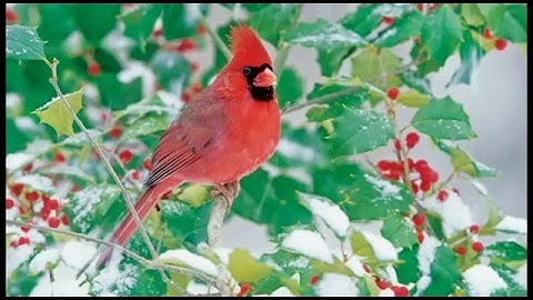 Winter Burn One Minute Arborist | Tree Service Fairfax VA | Certified Arborists Virginia