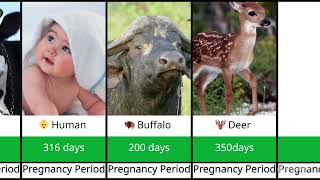 🌍 Pregnancy Period Comparison of  Animals & Humans #animals #humans #comparison #pregnancy #petiod 