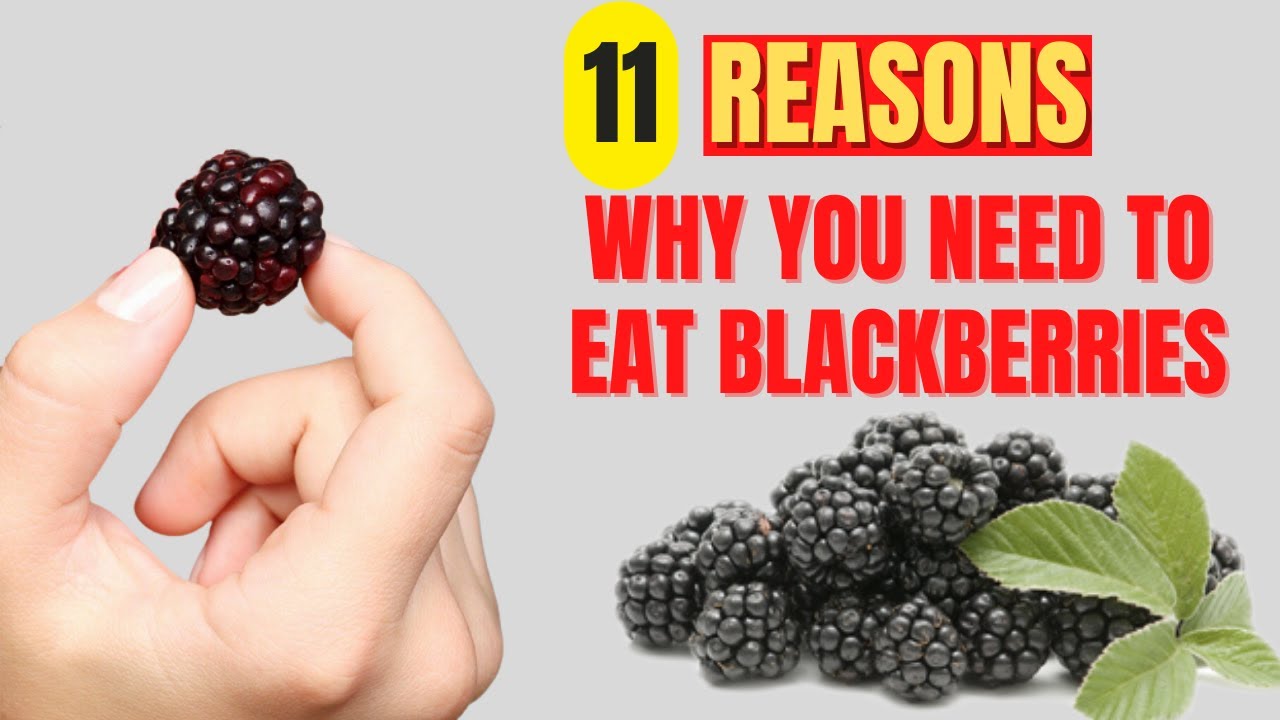 Blackberries Benefits 11 Amazing Health Benefits Of Blackberries YouTube