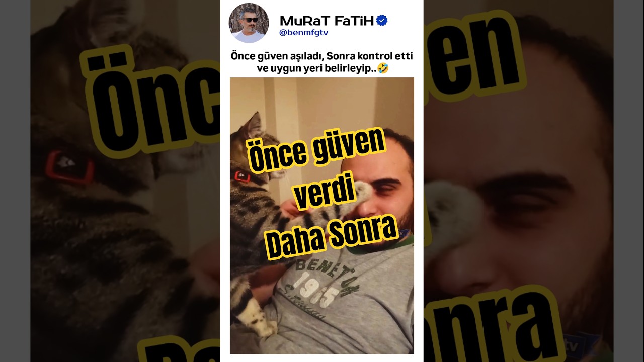 Sinsi Tekirin Hain Planı! (Sonu Şok Edici) 👀💥 #kedivideoları #yavruhayvanlar #shorts