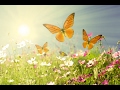 Beautiful Relaxing Music: Peaceful Morning Meditation music by Tim Janis