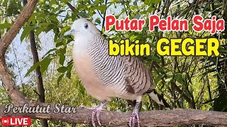 Perkutut Lokal Gacor ALAM LIAR - rekomendasi masteran cepat NYAUT