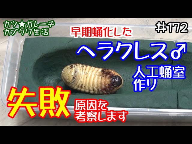 Making an artificial pupal chamber for the first male Hercules