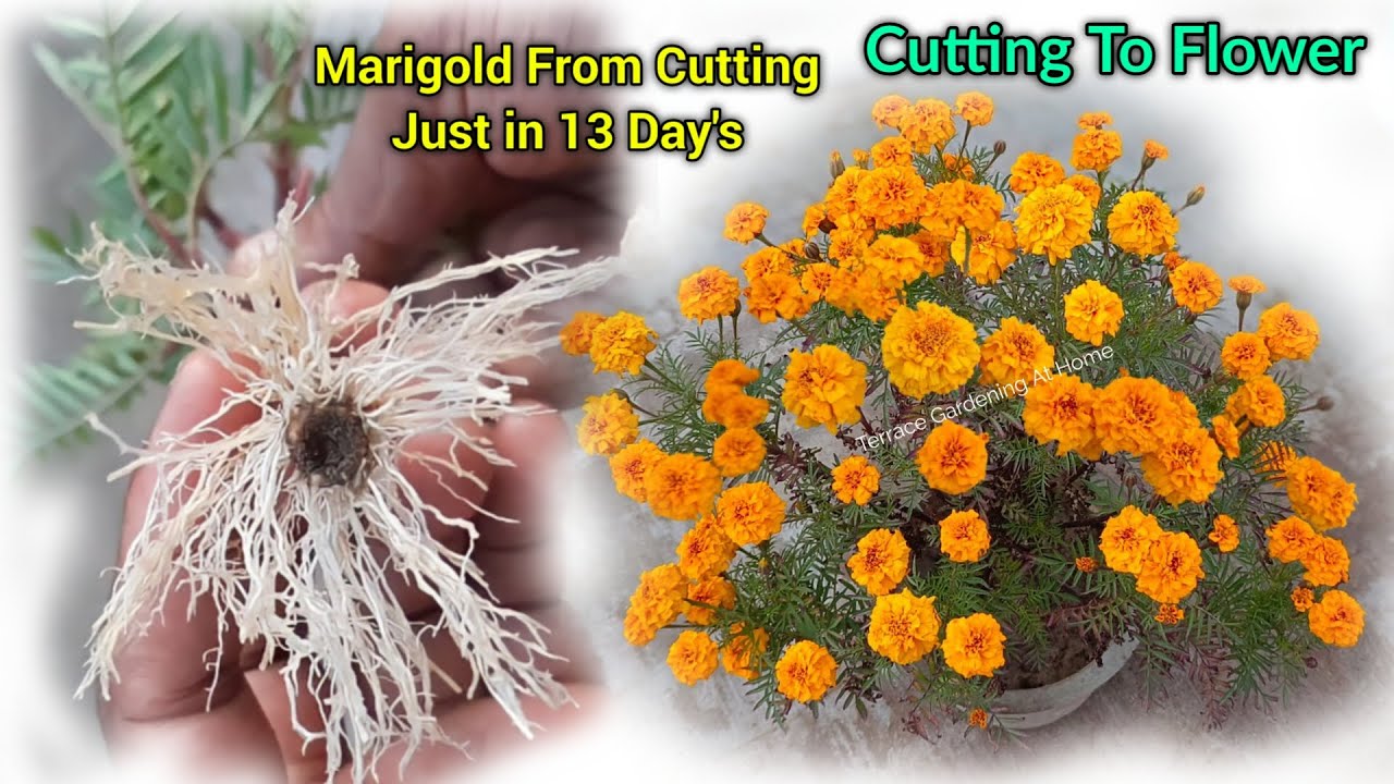Marigold From Cuttings How To Grow / Marigold Cuttings How To Plant