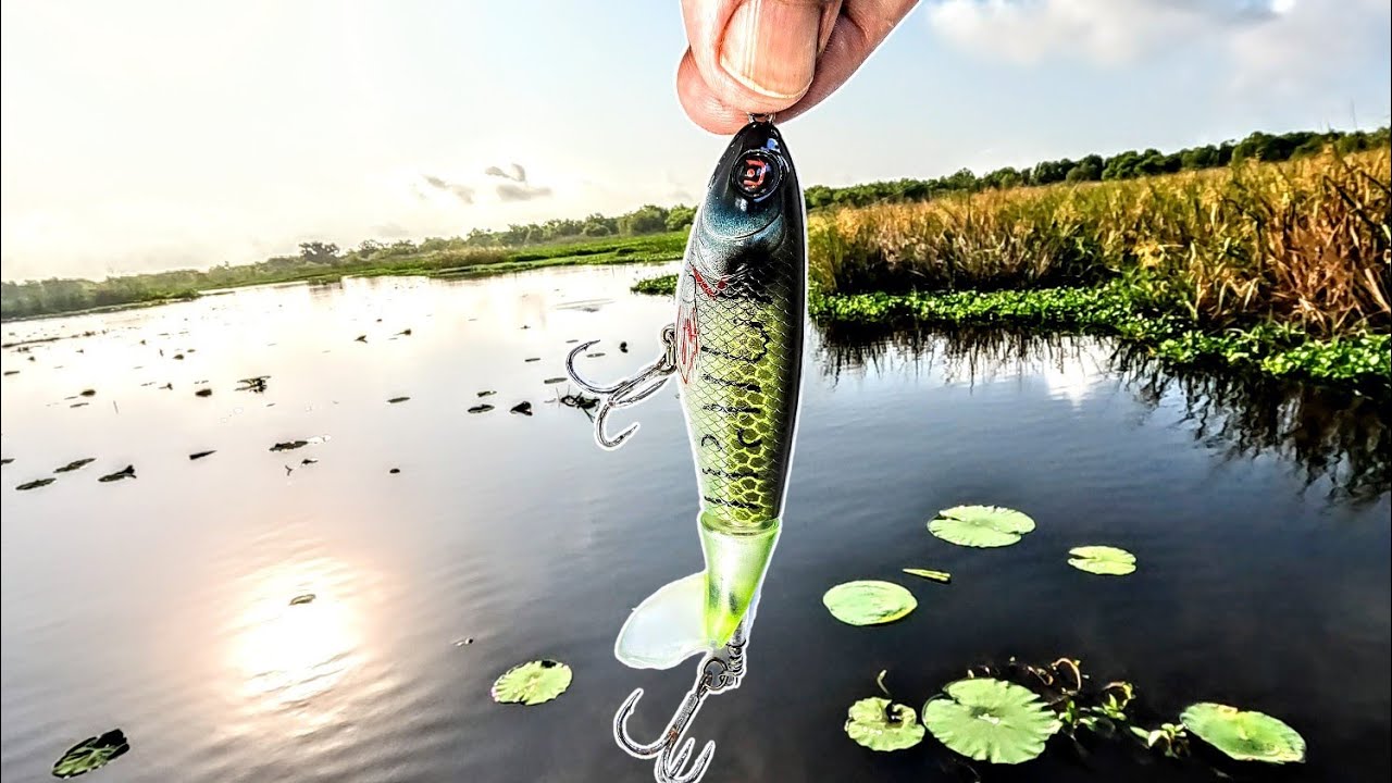 daiwa carp reels amazon Amazon.com : DAIWA 23 Emblem 45 SCW QD-OT, Big Pit Fishing Reel, Front  Drag, 23EMBLEM 45 SCW QD-OT : Sports & Outdoors