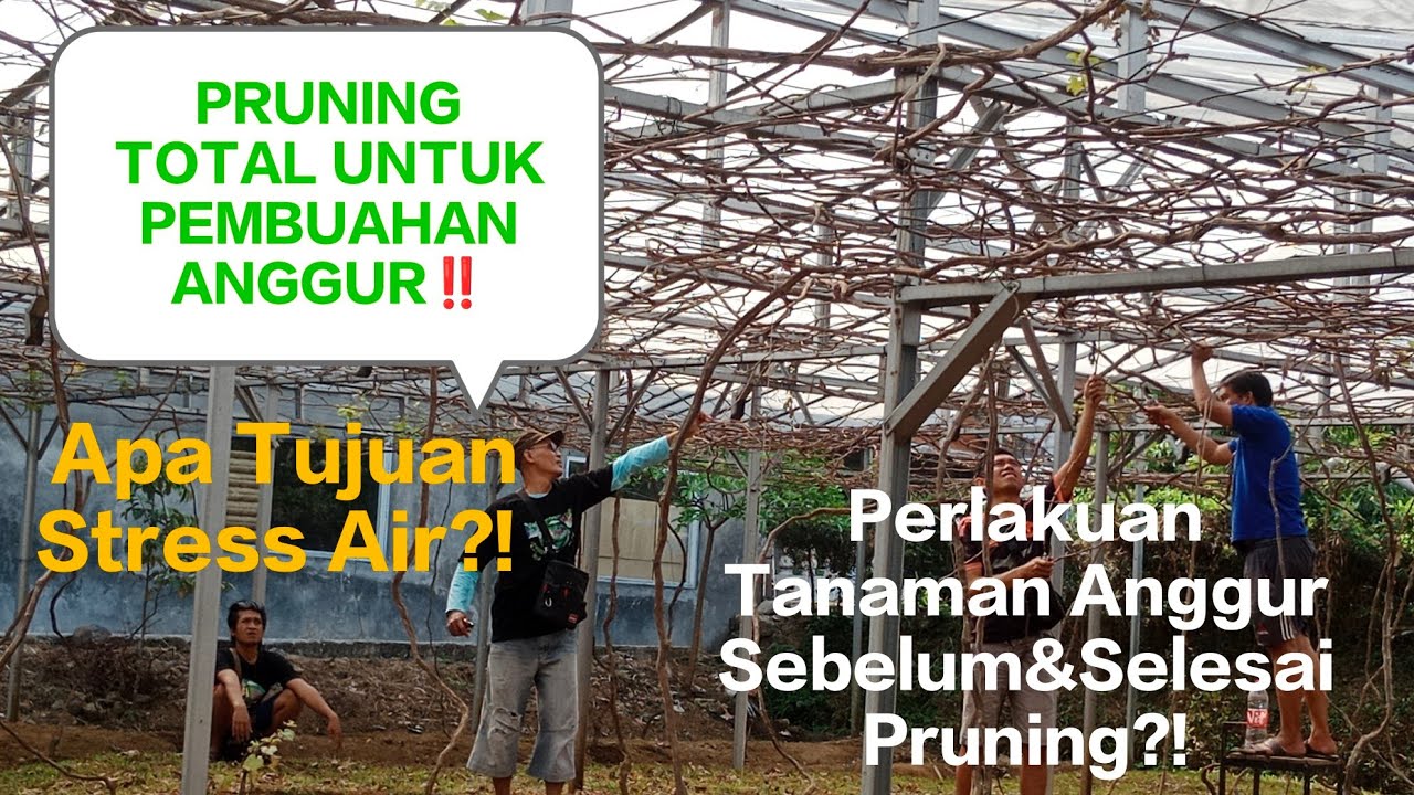 APA TUJUAN STRES AIR DALAM PEMBUAHAN ANGGUR IMPORT⁉️ Pruning Total Untuk Pembuahan Anggur Serentak‼️