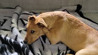 acs A674507