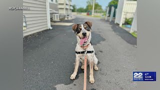 Ten Mass. shelters waive adoption fees for adult dogs this week