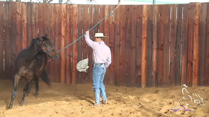 Colt Starting Lunging - Mark Lyon