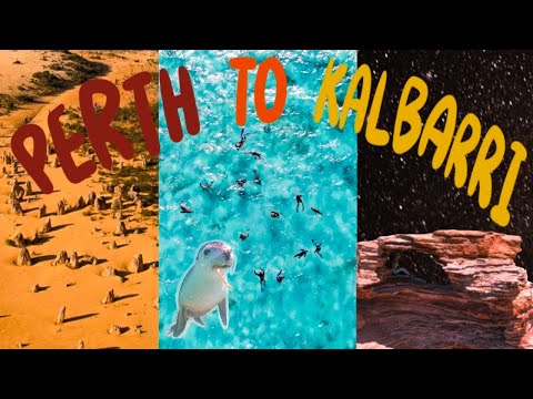 KR|ENG🇦🇺Swim with Sealions🦭퍼스부터 칼바리까지🚐서호주 로드트립🌈핑크호수🎀