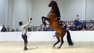 Andalusian Dancing Horse