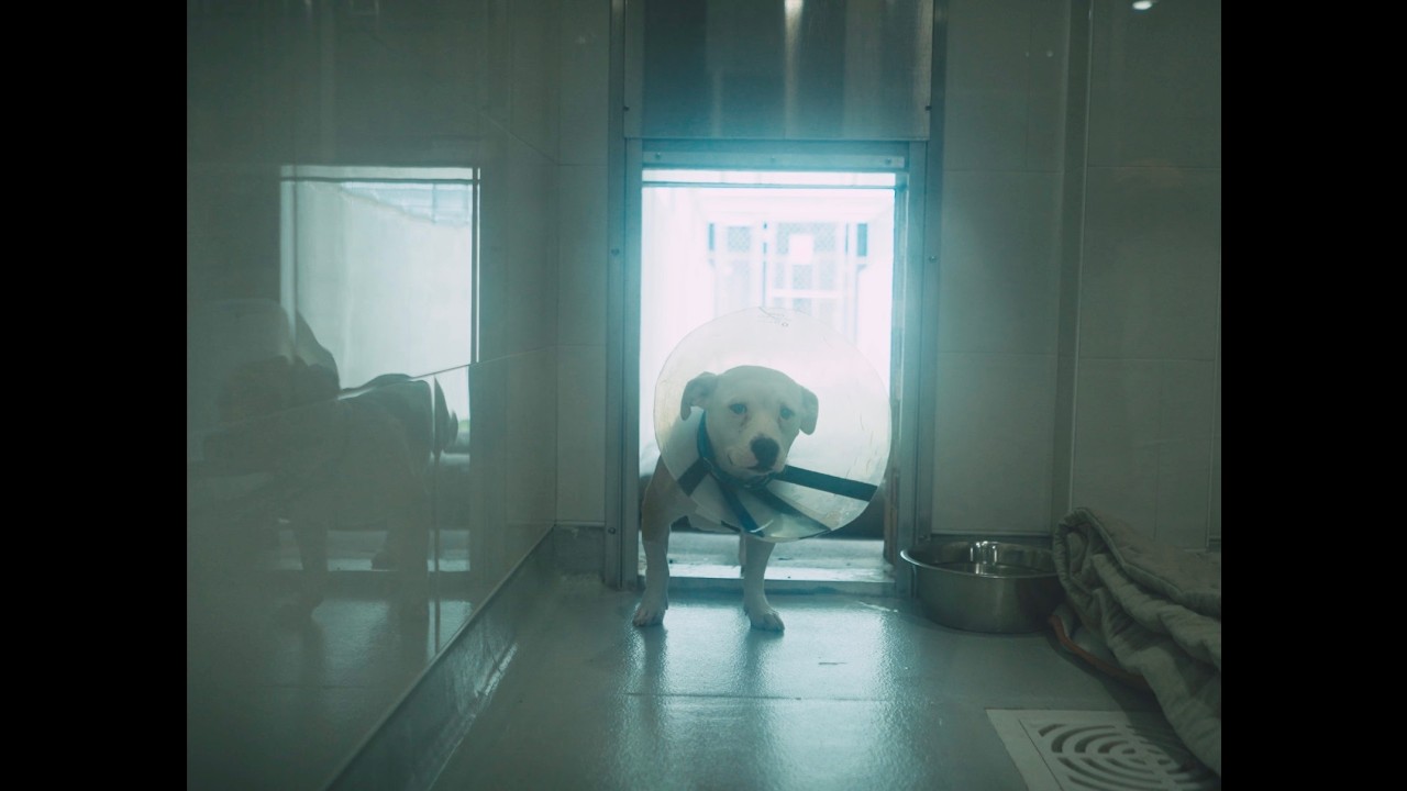 Watch superstar feat. Florence Cardigan - stray (Official Video) on YouTube Watch superstar feat. Florence Cardigan - stray (Official Video) on YouTube