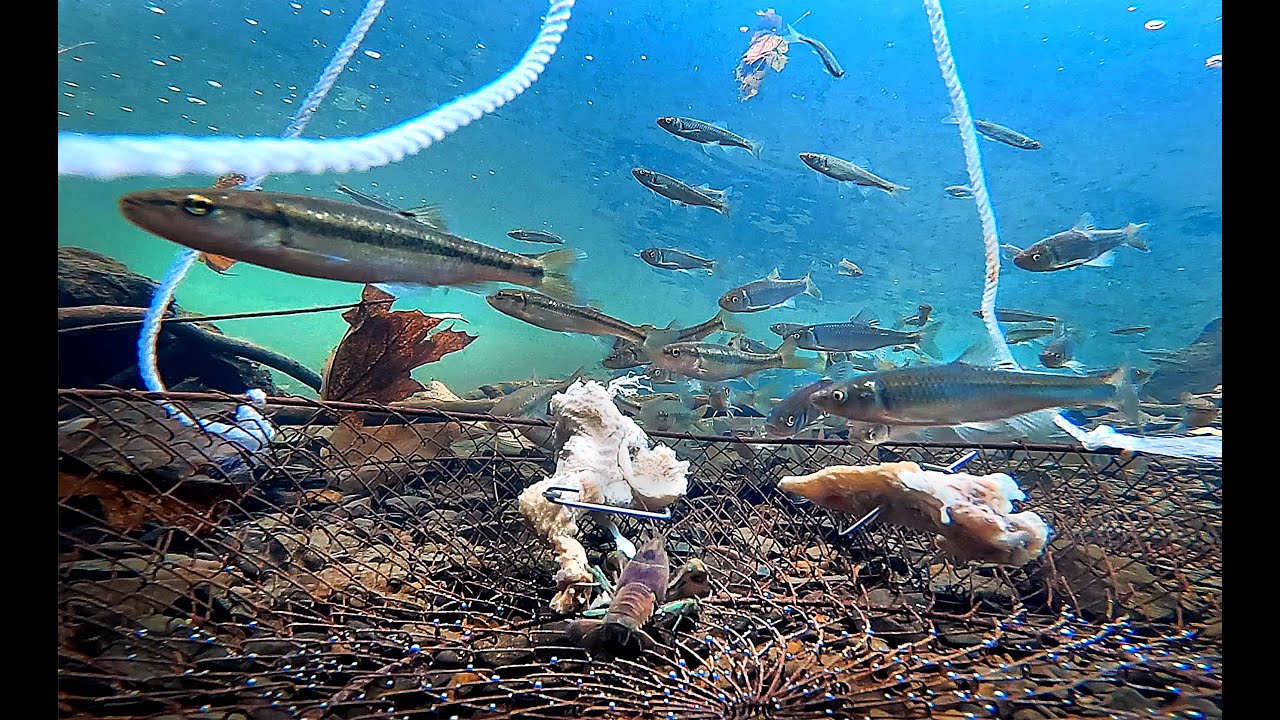 Creek fishing with a crab trap UNDERWATER GOPRO Part FOUR YouTube