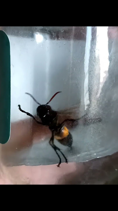 Hachi tertangkap sedang mencari ibunya #shortvideo