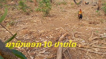 ต่อไก่ป่า Dib qaib qus Tim hav teb qos ntoo 05 / 02 / 2024