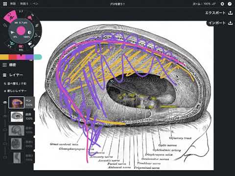 脳の膜の解剖学や繋がりを解説してみた