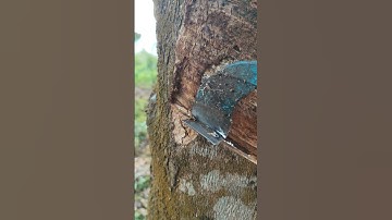 Rubber tapping process #shortvideo #rubbertree #rubbercutting #satisfying #shorts #viralvideo ✨