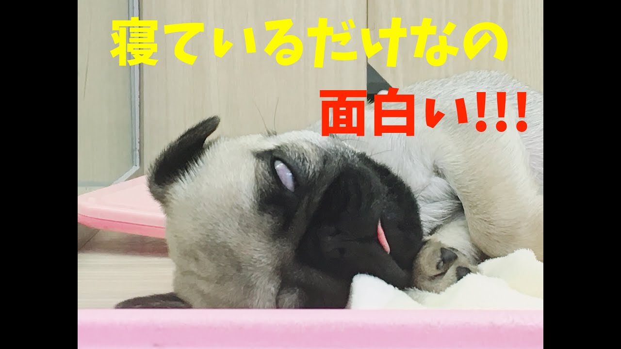 1 12 寝ているだけなの表情豊かで面白いパグ君 笑 Youtube 1 12 寝ているだけなの表情豊かで面白いパグ君 笑 Youtube